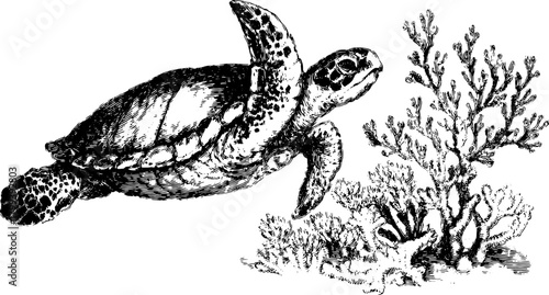 Vintage engraving of a turtle swimming near coral. Detailed illustration in black outline style, capturing ocean life in this vector set.