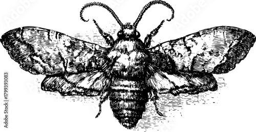 Butterfly engraving in black and white. Detailed hand-drawn outline vector illustration showcases a vintage insect design.