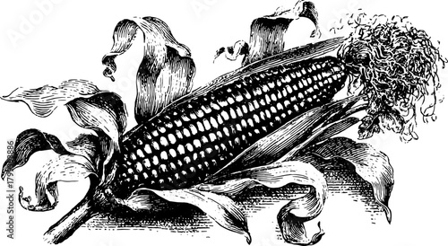 Black corn engraving illustration with detailed outlines. Vintage vector artwork set featuring agricultural elements in a retro style.