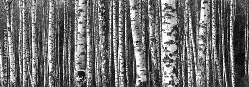 black-and-white photo with white birches