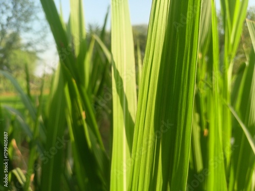 Fresh Green Rice Plants Close-up