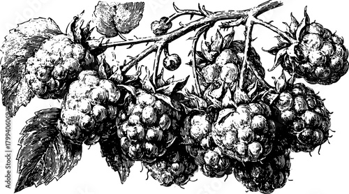 Raspberry branch in black and white outline style. Vintage vector illustration of fruit with leaves, ideal for botanical design set.
