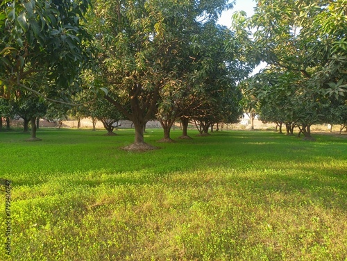 Green Orchard Field Landscape