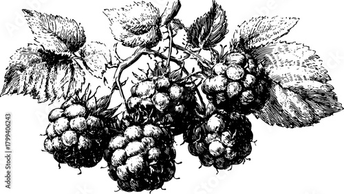 Raspberry fruit and leaf set on a branch in a detailed botanical ink sketch. Black and white vector illustration with garden and natural elements.