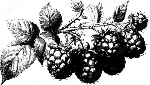 Raspberry fruit and leaves on a branch in a vintage engraving style. Detailed botanical vector illustration.