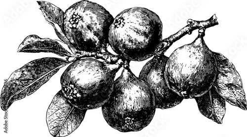 Set of fig fruits and leaves on a branch in botanical style. Vintage engraving, black and white vector illustration.