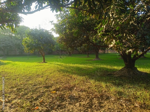 Sunny Mango Orchard Landscape