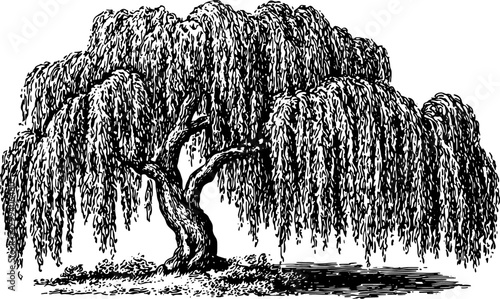 Willow tree in vintage outline style. Black and white vector illustration showcasing a detailed botanical design in a simple, monochrome format.