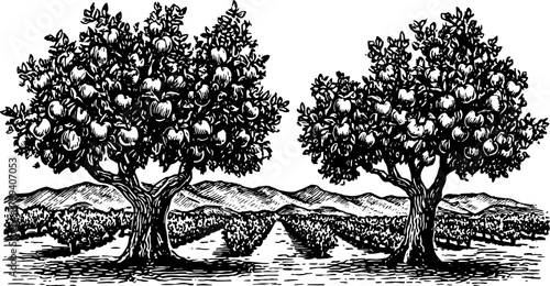 Vintage illustration of apple trees in black and white outline style. This vector artwork showcases a rural landscape in a detailed engraving set.