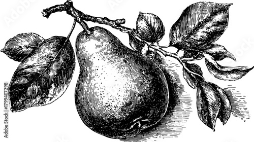 Pear fruit with leaves on a branch in detailed botanical engraving. Vintage black and white vector illustration.