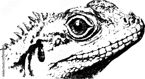 Lizard illustration in black and white drawing style. A detailed vector set showcasing realistic features and texture for artistic projects.