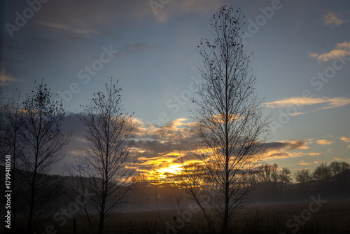 Wschód słońca z brzozami