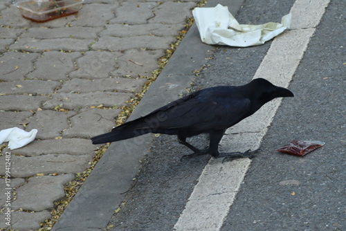 Fototapeta Naklejka Na Ścianę i Meble -  A black crow is standing on an asphalt road near a white dividing line, with pieces of litter and a small plastic bag of red liquid visible nearby and a cobblestone sidewalk to the left.