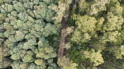People Wandering Through the Lush Green Forest | Peaceful Nature Exploration