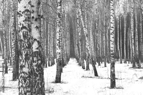 black-and-white photo with white birches