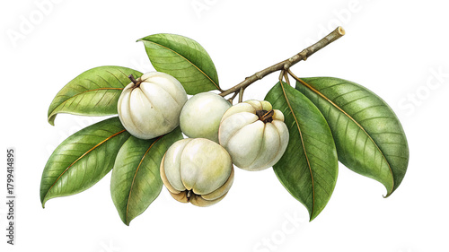 Watercolor illustration of Garcinia mangostana, mangosteen fruit with leaves on branch
