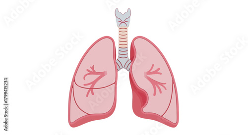 Detailed vector graphic showcasing the essential human lungs and respiratory system, highlighting their critical role in breathing and sustaining life's vital processes