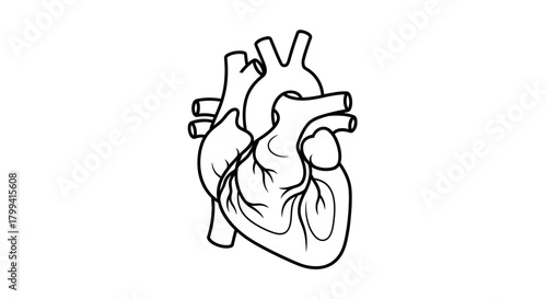 Anatomical Heart Illustration Exploring Cardiovascular Health and Organ Anatomy