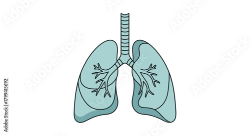 Anatomical illustration of human lungs and respiratory airways, crucial for breathing and oxygen exchange, ideal for medical education and health graphics