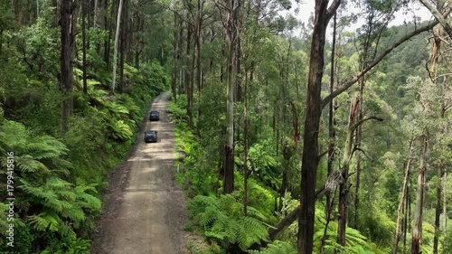 Cars Passing Through Lush Jungle Nature | Scenic Wilderness Drive