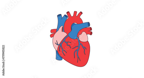 Vector illustration of an anatomical human heart organ. A symbol of life, health, and love for medical science and cardiology concepts