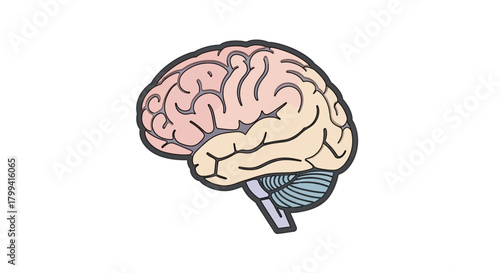 Anatomical illustration of a human brain, showcasing its intricate structure and complexity for educational and medical purposes