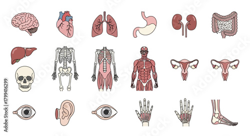 Detailed collection of human anatomy vector icons, illustrating essential internal organs, skeletal structure, muscular system, and various body parts. Ideal for medical and science education