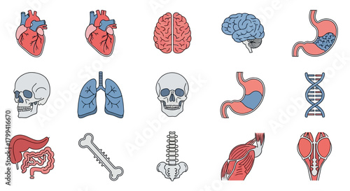 A diverse collection of human internal organs and anatomy icons for medical and scientific illustration