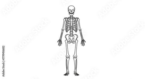 Detailed anatomical illustration of a full human skeleton standing upright in an anterior view, a concept for medical science and biology