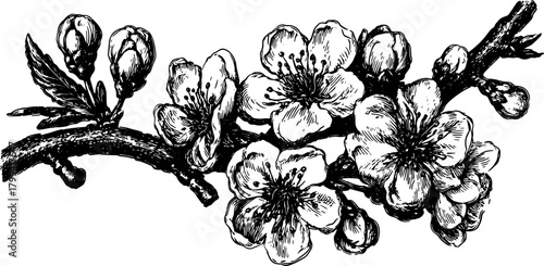 Black and white outline drawing of a flower branch. Vintage vector illustration featuring detailed petals and leaves, creating a natural elegance.