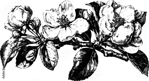 Vintage black and white outline illustration of a flower blossom with detailed leaves on a branch. Artistic vector design set.