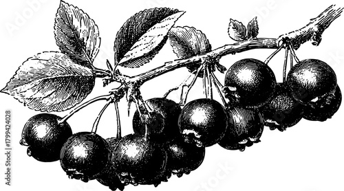Black and white outline illustration of berries on a branch with leaves. Vintage vector drawing features detailed natural elements in a classic style.
