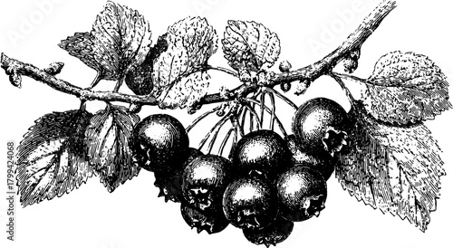 Vintage outline illustration of a blackberry branch with leaves. A detailed vector illustration showcasing natural elements.