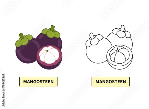 Vector illustration featuring colored and black‑and‑white contour drawings of whole and sliced mangosteen set against a white background, depicting a bundle of tasty tropical fruit and wholesome