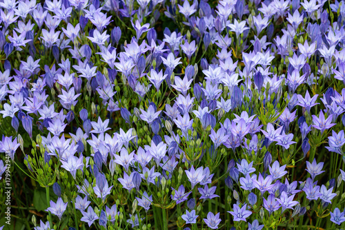 Beautiful Trithelea Laxa flowers blooming in the early summer garden.