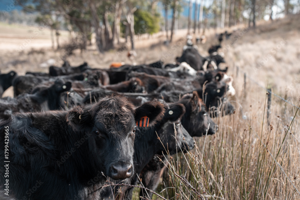 Fototapeta premium Carbon neutral cattle farming in a free range field on a farm in tasmania beautiful cattle in Australia eating grass, grazing on pasture. Herd of cows free range beef being regenerative raised