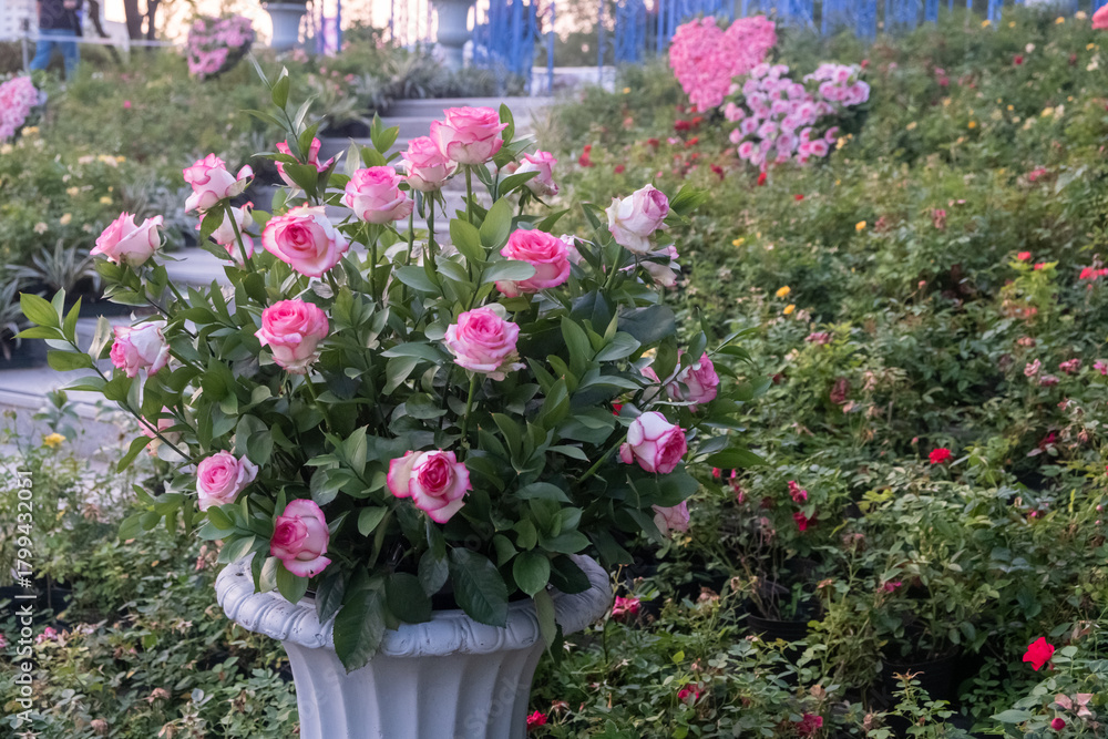 Obraz premium Pink Rose in the Garden