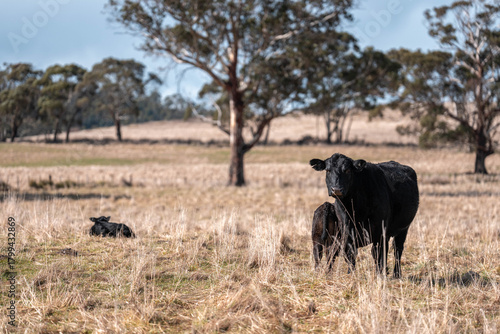 Carbon neutral cattle farming in a free range field on a farm in Australia  beautiful cattle in Australia eating grass, grazing on pasture. Herd of cows free range beef being regenerative raised