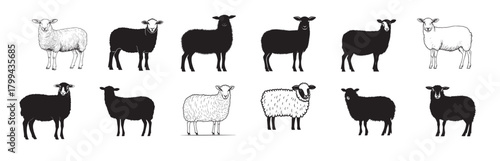 collection of sheep full length clean simple silhouette black .