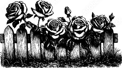 Garden trellis with roses and a wooden fence. Black and white vector illustration showcasing botanical beauty and detailed texture.
