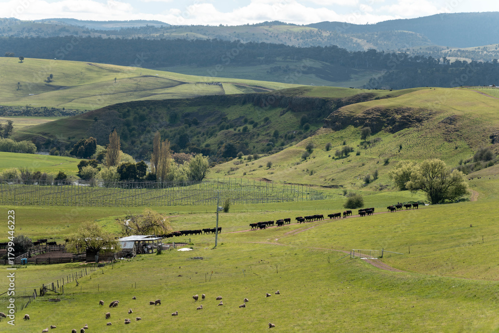 Fototapeta premium Carbon neutral cattle farming in a free range field on a farm in Australia beautiful cattle in Australia eating grass, grazing on pasture. Herd of cows free range beef being regenerative raised