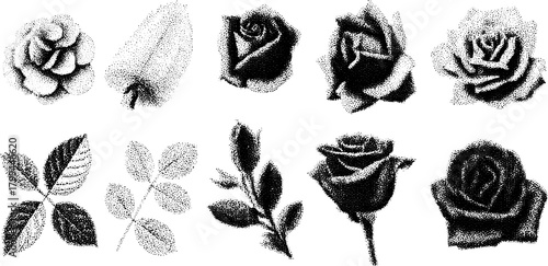 Collection of rose and leaf illustrations in vintage style. Hand-drawn vector outline and stipple technique create a decorative set for various projects.
