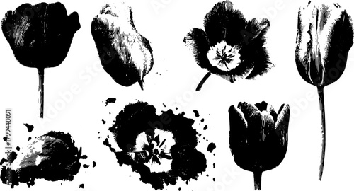 Illustration of tulip flowers in black and white. Vintage botanical graphic design with intricate details, part of a decorative vector set.