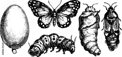 Antique insect illustrations, including an egg, butterfly, caterpillar, and pupa in black outline style. Hand-drawn vector illustration set.