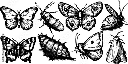 Vintage vector illustration of a set of butterflies and moths. Detailed hand-drawn engraved insects for artistic decor and nature studies.