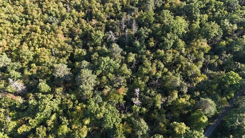 Wald, von oben gesehen