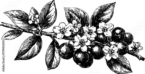 Black and white outline illustration of a branch with leaves and flowers. This vintage drawing is a detailed vector illustration set for botanical designs.