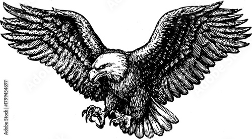 Vintage eagle illustration in black and white outline. Detailed engraving vector artwork showcasing a bird with expansive wings in a classic style set.