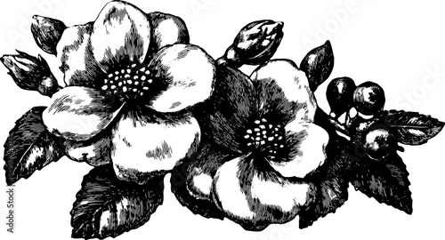 Black hand-drawn flower illustration. Vintage engraved vector illustration with detailed outline of botanical elements in a classic design set.