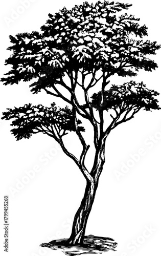 Tree vector illustration in black and white. Detailed sketch of branches and leaves with a simple outline.
